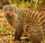 Banded mongoose