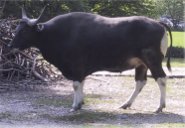 Banteng Banteng