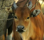 Banteng Banteng
