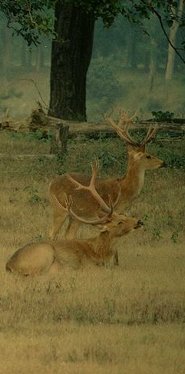 Barasingha Barasingha