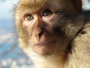 Barbary macaque Barbary macaque