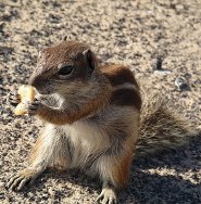 Barbary ground squirrel Barbary ground squirrel