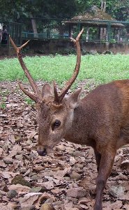 Bawean deer Bawean deer