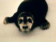 Bearded seal pup Bearded seal pup