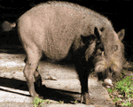 bearded pig bearded pig