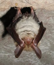 Bechsteins bat Bechsteins bat