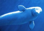 Beluga whale Beluga whale