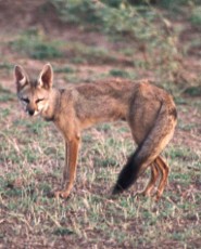 Bengal fox Bengal fox