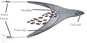 Benthic Trawl Benthic Trawl