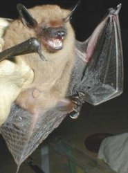 Big brown bat