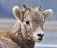 Bighorn sheep