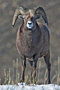 adult bighorn adult bighorn