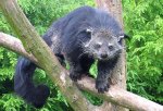 Binturong Binturong