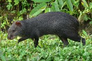 Black agouti Black agouti