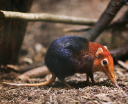 Black and rufous elephant shrew Black and rufous elephant shrew
