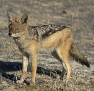 Black backed jackal