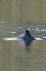 Black dolphin Black dolphin