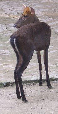 Black muntjac Black muntjac