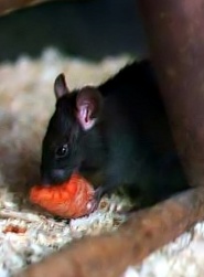 Black rat Black rat