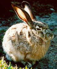 Black-tailed jackrabbit Black-tailed jackrabbit