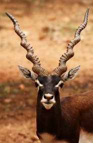 Black buck Black buck