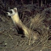Black footed ferret Black footed ferret