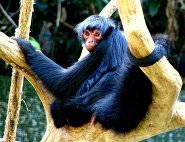 Black spider monkey Black spider monkey