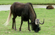 Black wildebeest Black wildebeest