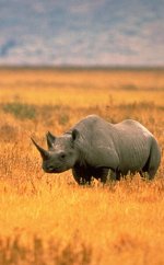 black rhino black rhino
