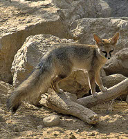 Blandford's fox Blandford's fox