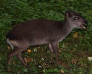 Blue duiker Blue duiker