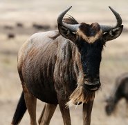 Blue wildebeest