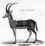 Blue buck Blue buck
