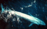 Blue whale Blue whale