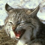 Bobcat Bobcat