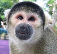 Bolivian Squirrel Monkey Bolivian Squirrel Monkey