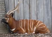 Bongo Bongo