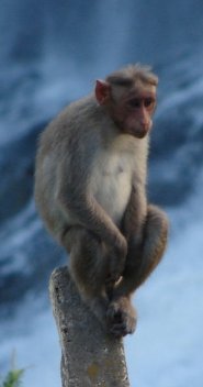 Bonnet macaque Bonnet macaque