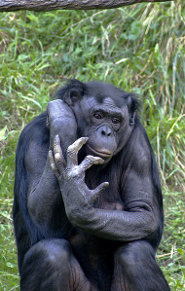 Bonobo Bonobo