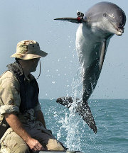 Bottlenose dolphin Bottlenose dolphin