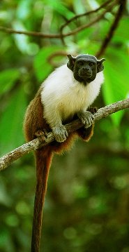 Brazillian bare-faced tamarin