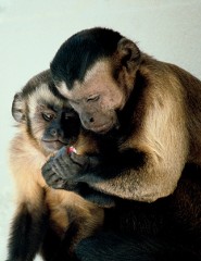Brown capuchin Brown capuchin