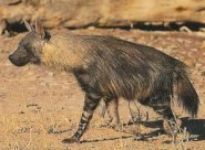 Brown hyena Brown hyena
