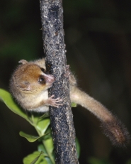 Brown mouse lemur Brown mouse lemur