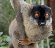 Brown lemur Brown lemur