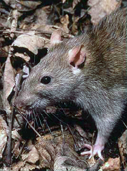 Brown rat Brown rat