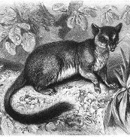 Brush-tailed phascogale Brush-tailed phascogale