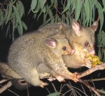 brushtail possum brushtail possum