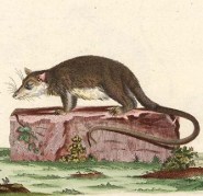 Bare-tailed woolly opossum Bare-tailed woolly opossum