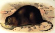 Bulldog rat Bulldog rat